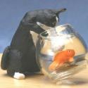 Image of Dollhouse Miniature Socks Cat w/Fish Bowl FCA1428SK