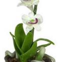 Image of Dollhouse Miniature Orchids in Hexagon Pot FCA1544