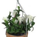Image of Dollhouse Miniature White Browallia Speciosa Hanging Pot FCA2456