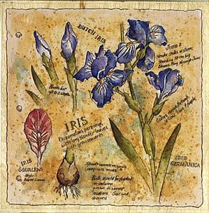 Image of Botanical Journal Iris Wood Mounted Rubber Stamp