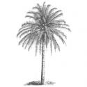 Image of Palm Tree Wood Mounted Rubber Stamp
