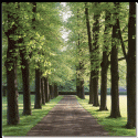 Image of Row of Trees Scrapbook Paper