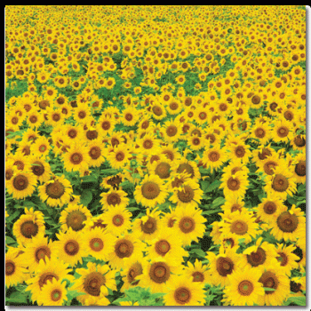 Image of Sunflower Field Scrapbook Paper